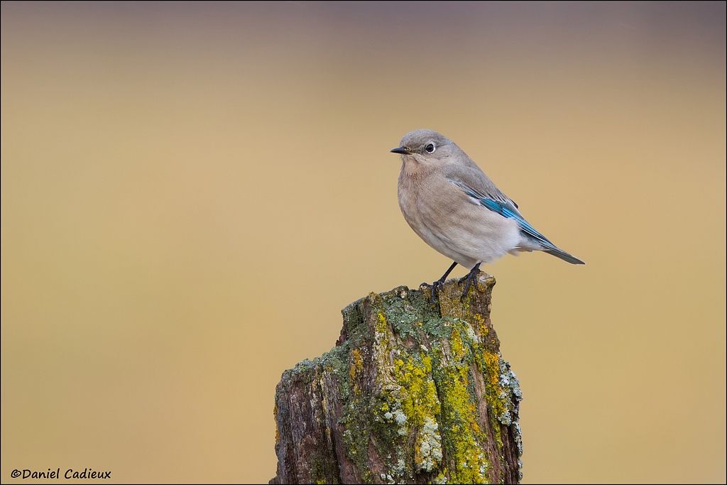 tn_Mountain Bluebird_4384-1.jpg
